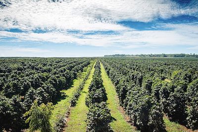 © Sitthikorn / Adobe Stock - Plantation de café - Plateau de Boloven - Laos Plantation de café - Plateau de Boloven - Laos