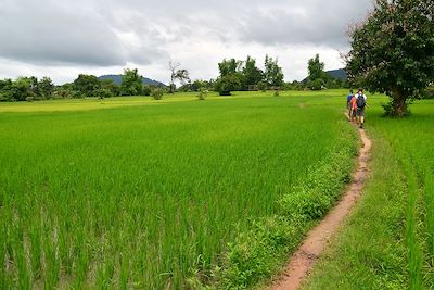 Balade dans les rizières près de Vat Phou - Laos