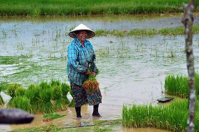 © Rémi Lasseigne - Rizières - Région de Champassak - Laos Rizières - Région de Champassak - Laos