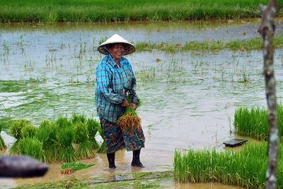 Rizières - Région de Champassak - Laos