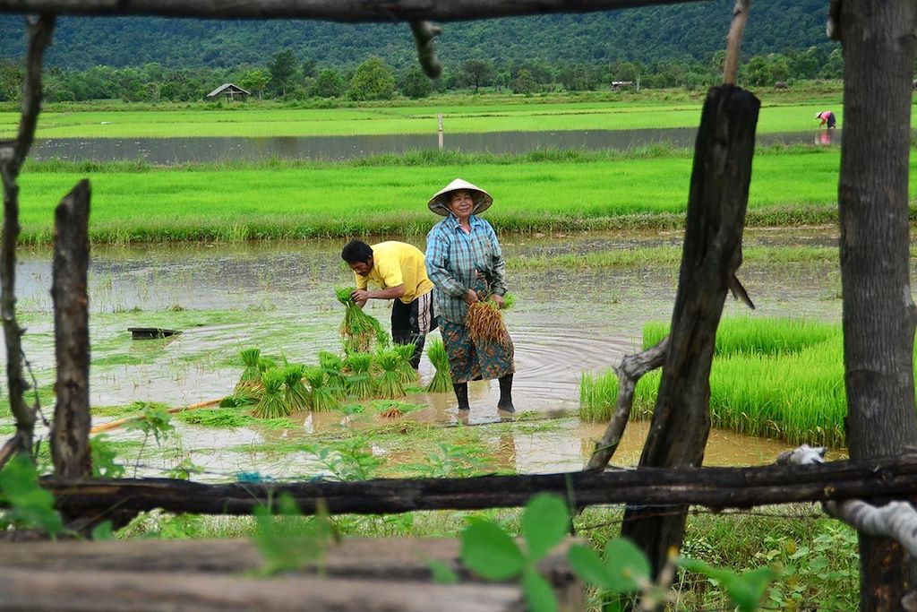 Balade dans les rizières près de Vat Phou - Laos