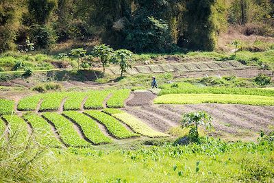 Rizière - Luang Prabang - Laos