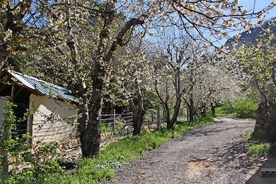 Forêt des Cèdres de Dieu - District de Bcharré - Liban