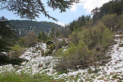 Forêt des Cèdres de Dieu - District de Bcharré - Liban