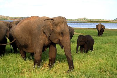 © Marie Joffres - Éléphants - Sri Lanka Éléphants - Sri Lanka