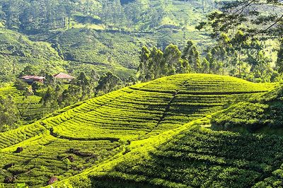 Plantation de thé - Sri Lanka