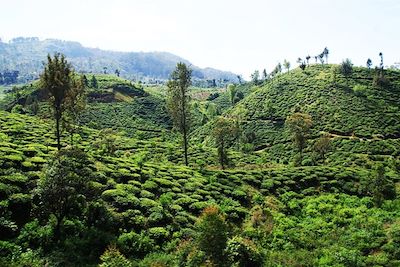 Voyage Bouddhas et éléphants du Sri Lanka 2