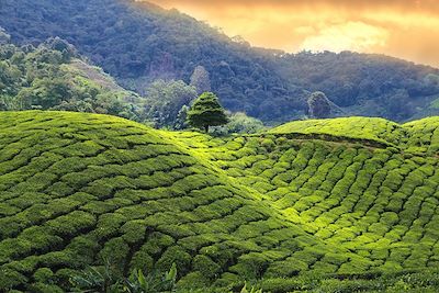 Coucher de soleil sur les plantations de thé - Sri Lanka