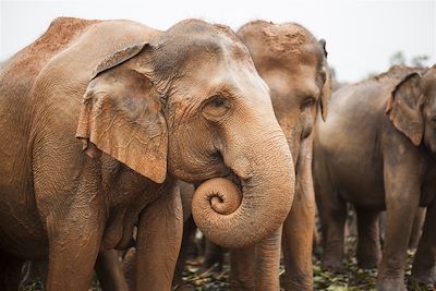 © Quentin Gaudillière - Eléphants - Pinnawela - Sri Lanka Eléphants - Pinnawela - Sri Lanka