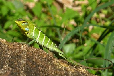 © Didier Dufresne - Caméléon - Sri Lanka Caméléon - Sri Lanka