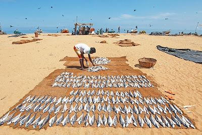 © Martina Katz/ImageBroker / Photononstop - Séchage de poissons - Plage de Negombo - Sri Lanka Séchage de poissons - Plage de Negombo - Sri Lanka