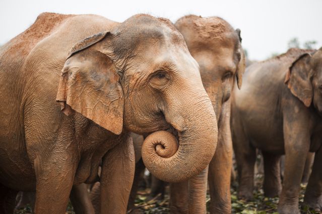 Eléphants - Pinnawela - Sri Lanka