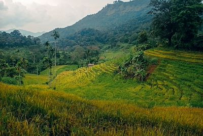 Rizières – Montagnes Knuckles – Sri Lanka