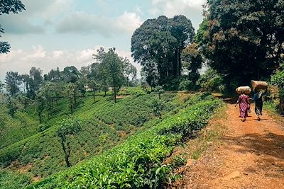 Randonnée dans les plantations – Sri Lanka