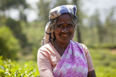 Cueilleuse de thé entre Kandy et Nuwara Eliya - Sri Lanka