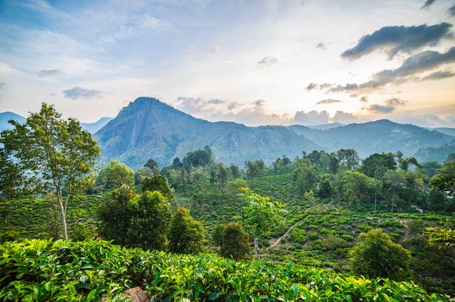 Plantation de thé - Ella - Sri Lanka