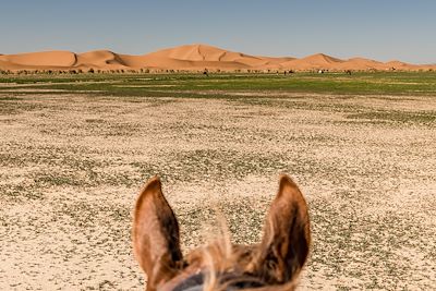 Cheval dans le désert - Chegaga - Maroc 