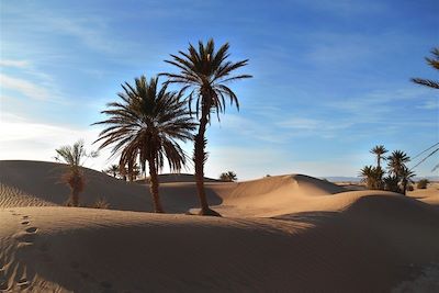 Palmiers dattiers - Sud marocain