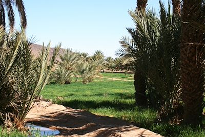 © Pascale Bouchot - Jardin dans la vallée du Draa - Maroc Jardin dans la vallée du Draa - Maroc