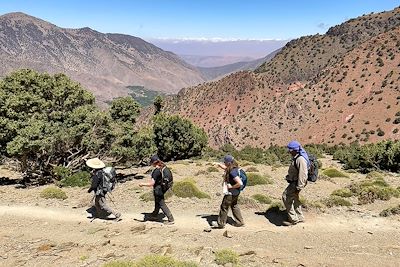 Vallée du Toubkal - Forêt de genévriers thurifères - Maroc
