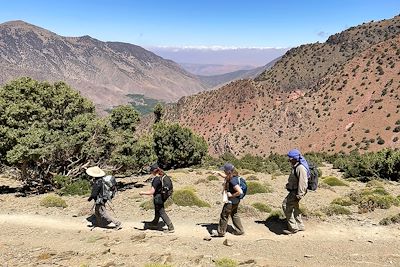 Vallée du Toubkal - Forêt de genévriers thurifères - Maroc