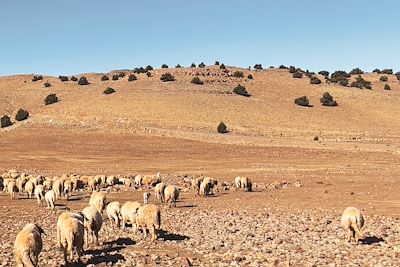 Moutons - Maroc