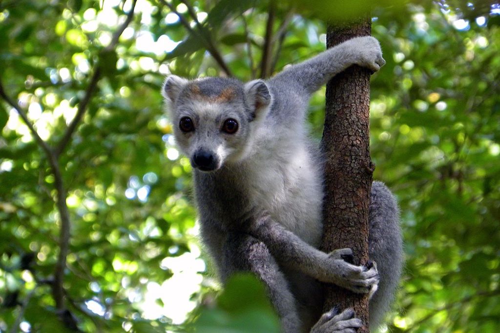 Voyage Grande aventure au pays des lémuriens 2