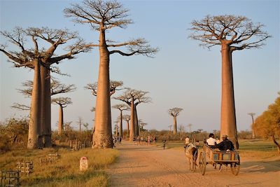 L'Allée des baobabs entre Morondava et Belon'i Tsiribihina - Madagascar