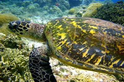 Snorkelling à Nosy Taninkely - Madagascar