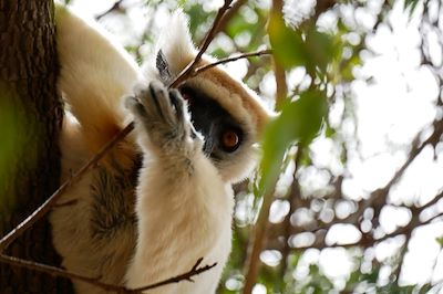 Propithèque de Tattersalli - Nord-Est de Madagascar