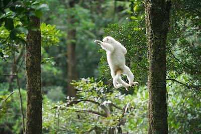Sentier caché au pays de la vanille et des Tsingys