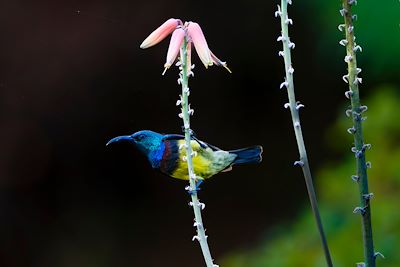 Passereau Souimanga - Madagascar