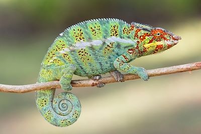 Caméléon - Madagascar
