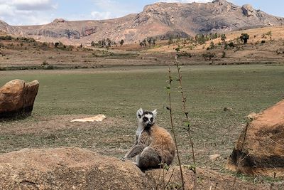 Lémur Catta - Réserve Anja - Madagascar