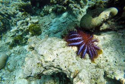 Étoile de mer couronnée d'épines - Maldives