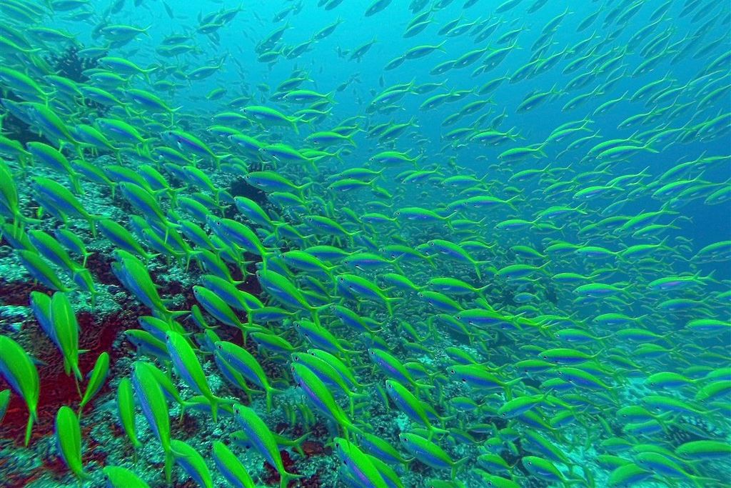 Voyage Cabotage dans les Maldives 3