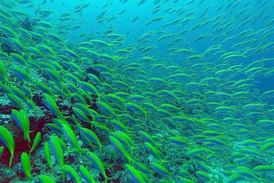 Poissons fusiliers à dos jaune - Maldives