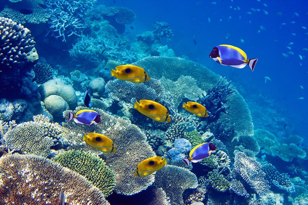 Voyage Cabotage dans les Maldives 1