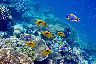 Poissons - Maldives