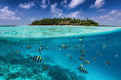 Baignade - Snorkeling Maldives