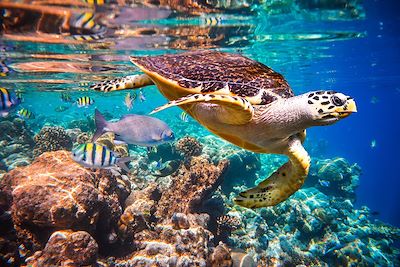 © Cookelma / Getty Images - Tortue de mer dans les eaux transparentes des Maldives Tortue de mer dans les eaux transparentes des Maldives