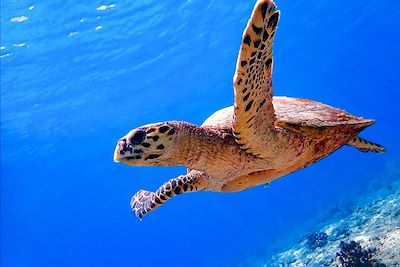 Tortue de mer - Maldives