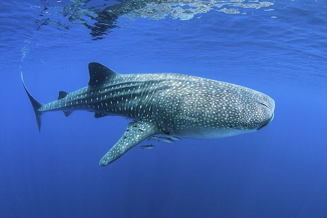 Voyage Les Maldives à contre-courant