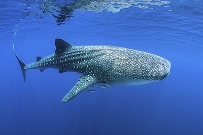Requin-baleine - Maldives