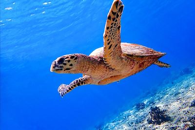 Tortue de mer - Maldives