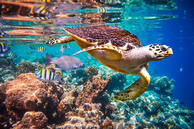 Voyage Cabotage dans les Maldives