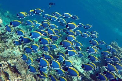 © Marie Joffres - Poissons chirurgiens - Maldives Poissons chirurgiens - Maldives