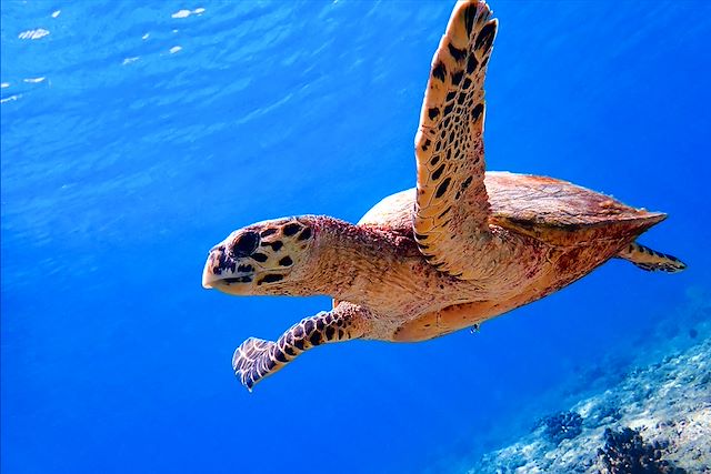 Plongée : Les Maldives à contre-courant Voyage Les Maldives à contre-courant