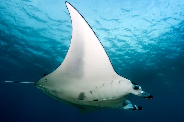 Baignade - Snorkeling Maldives