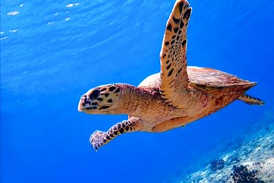 Tortue de mer - Maldives